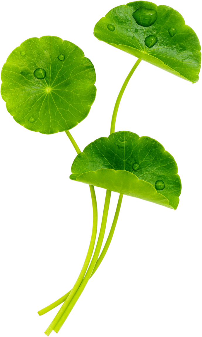 Close up Centella Asiatica Leaves with Rain Drop Isolated on White Background Top View.